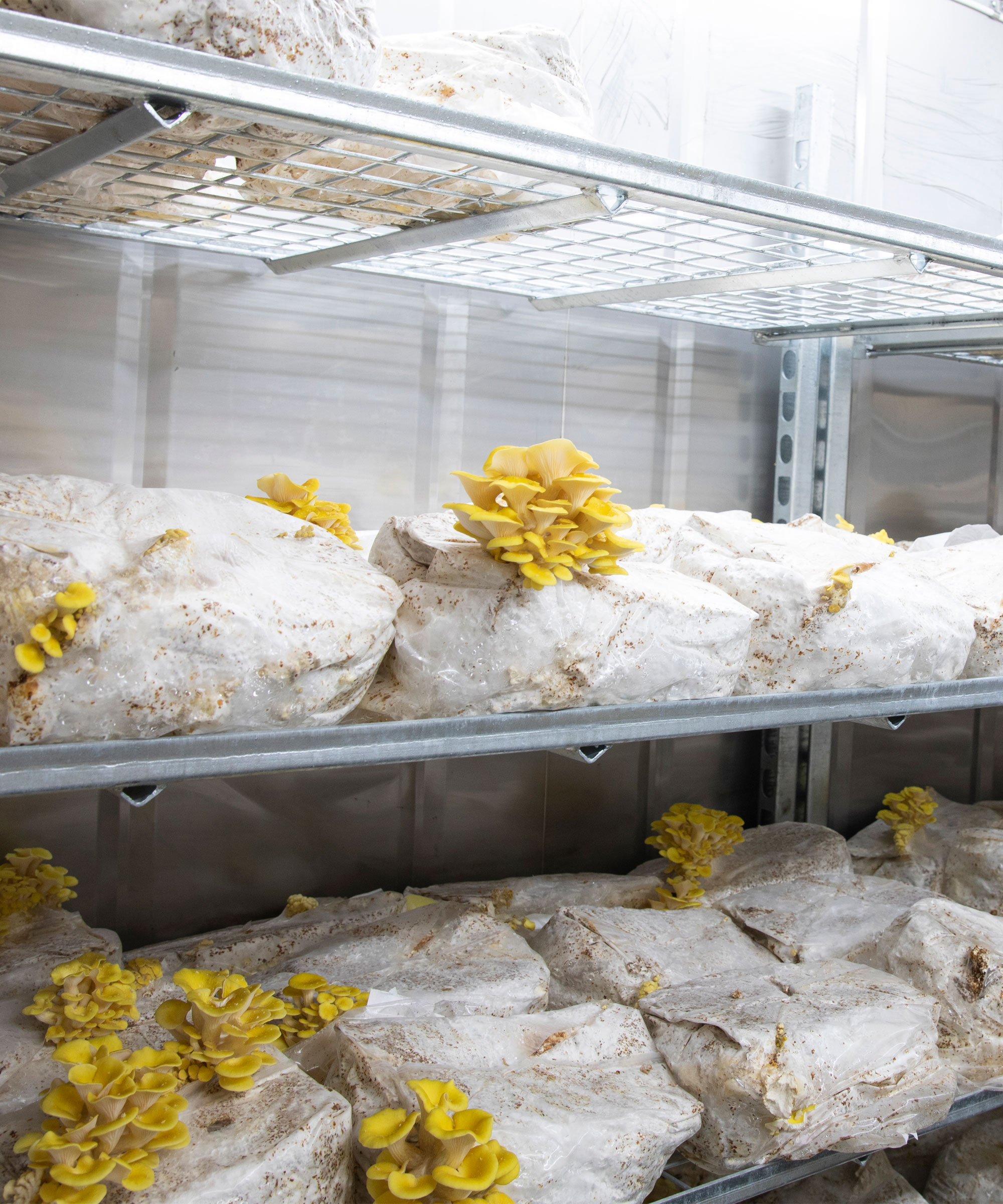 Mixed Mushroom Box from BYGAARD in Refshaleøen – Visit the Michelin restaurants’ mushroom pusher and bring home flavor-packed mushrooms grown in upcycled containers